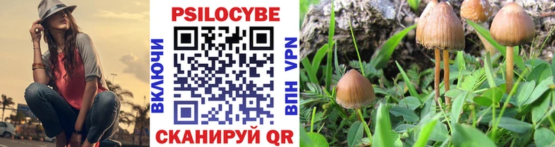 OMG tor  Дмитровск  Галлюциногенные грибы Psilocybine cubensis 